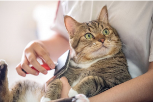 Здорова шерсть у Вашого котика: ключові аспекти догляду.