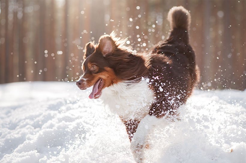 Собаки взимку: 9 порад для холодної пори року
