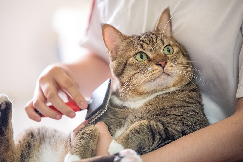 Здорова шерсть у Вашого котика: ключові аспекти догляду.