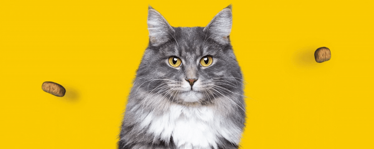 Котам