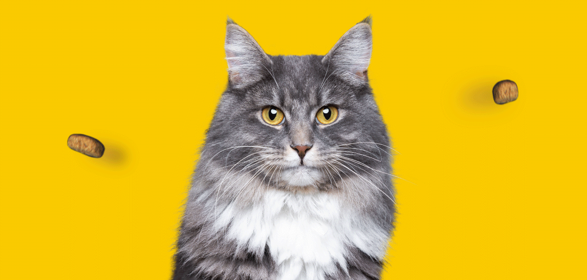 Котам