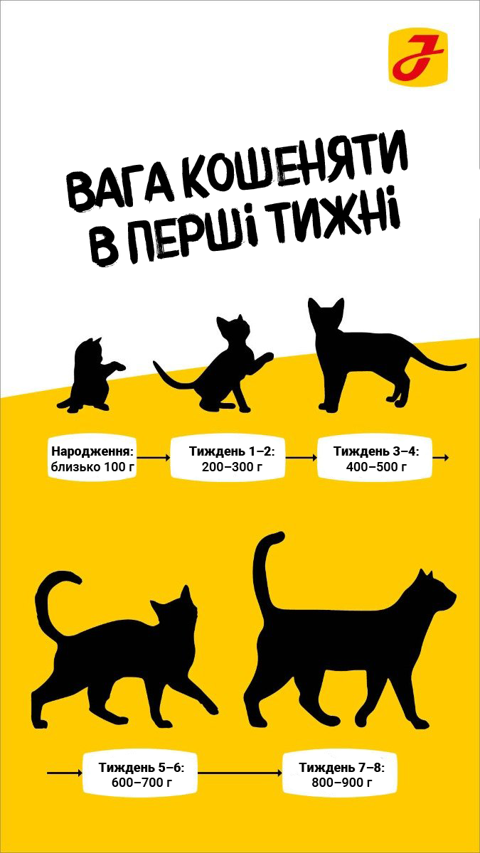 Інфографіка з ваговими показниками кошенят у перші 8 тижнів. Зображені силуети кошенят на різних етапах їхнього розвитку, з вагою на кожному етапі життя.